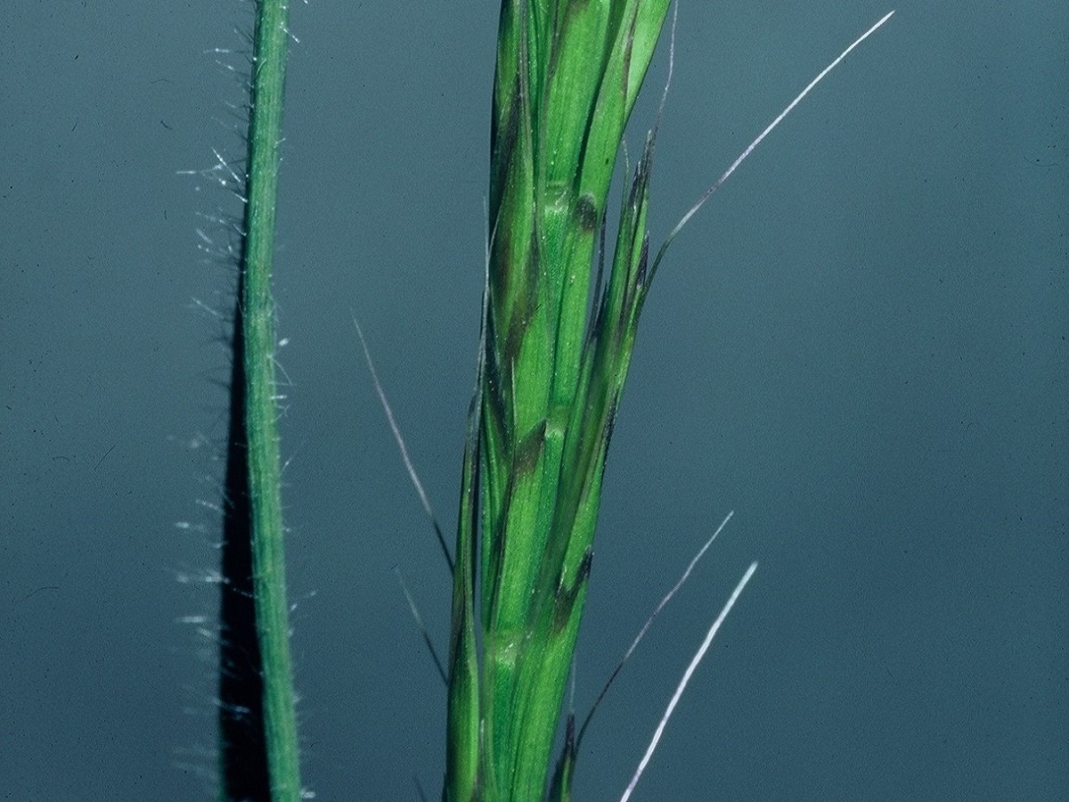 Gaudinia fragilis (Poaceae)